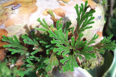 Cây dược liệu cây Quyển bá bám đá - Selaginella moellendorfii Hieron