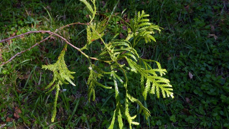 Cây dược liệu cây Pơmu - Fokienia hodginsii (Dunn) A. Henry et Thomas
