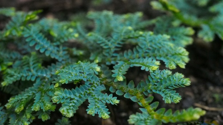 Cây dược liệu cây Quyển bá móc - Selaginella uncinata (Desv.) Spring
