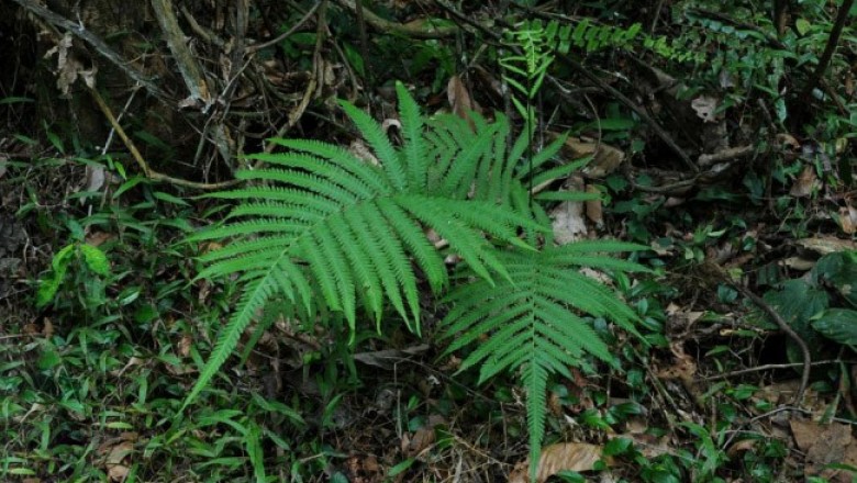 Cây dược liệu cây Quyết vòi voi, Ráng bích xỉ Copeland - Bolbitis crispatula (Cl.) Ching var. copelandii (Ching) Hennipen