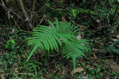 Cây dược liệu cây Quyết vòi voi, Ráng bích xỉ Copeland - Bolbitis crispatula (Cl.) Ching var. copelandii (Ching) Hennipen