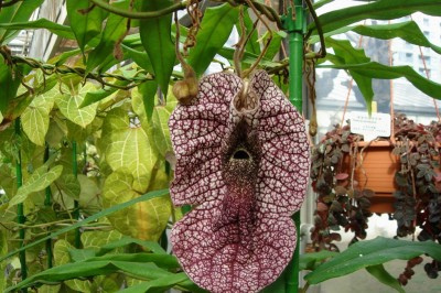 Cây dược liệu cây Quảng phòng kỷ, Phòng kỷ, Mộc phòng kỷ, thủy phòng kỷ - Aristolochia westlandii Hemsl
