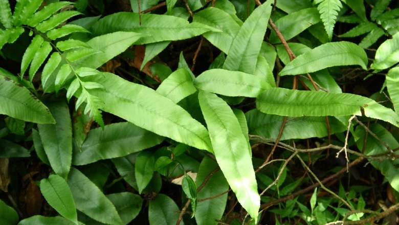 Cây dược liệu cây Quyết trăng non ba lá, Cây mũi chông - Pronephrium triphyllum (Sw.) Holttum (Abacopteris triphylla (Sw.) Ching, Meniscium triphyllum Sw.)
