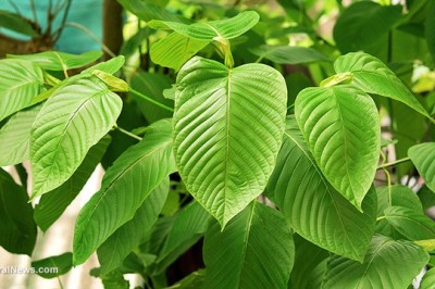 Thai phụ dùng thảo dược kratom làm tăng chứng nghiện ở trẻ sơ sinh