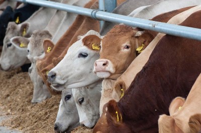 Hơn 1 triệu tấn thức ăn chăn nuôi ở châu Âu chứa các tế bào biến đổi gen bị cấm