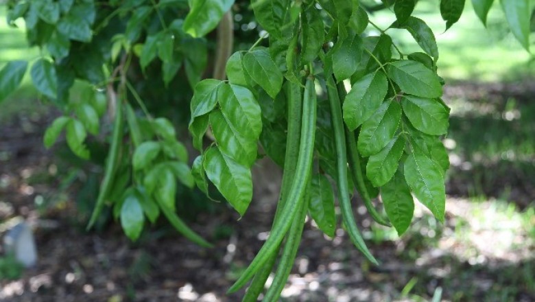 Cây dược liệu cây Quao nước - Dolichandrone spathacea (L.f.) K. Schum