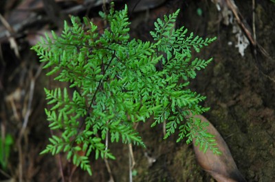 Cây dược liệu cây Quạt lông, Ráng thần mô lá mảnh - Cheilanthes tenuifolia (Burm. f.) Sw