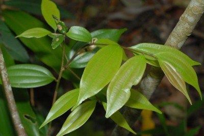 Cây dược liệu cây Quế gân to, Quế thơm - Cinnamomum subavenium Miq. (C. validinevae Hance var. poilanei H. Liou)