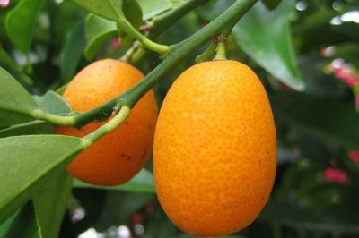 Cây dược liệu cây Quất, Tắc, Hạnh, Kim quất - Fortunella japonica (Thunb.) Swingle (Citrus japonica Thunb.)
