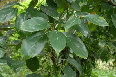 Cây dược liệu cây Quế bạc, Quế bì - Cinnamomum mairei Lévl