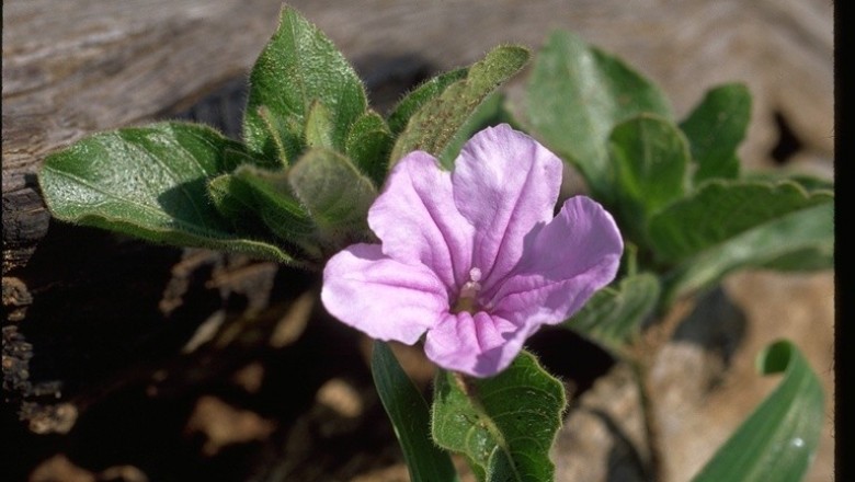 Cây dược liệu cây Quả nổ sà, Nổ sà - Ruellia patula Jacq