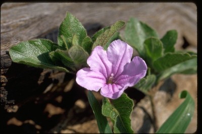 Cây dược liệu cây Quả nổ sà, Nổ sà - Ruellia patula Jacq