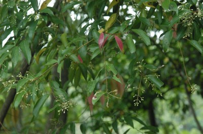 Cây dược liệu cây Quế Bon, Re bông - Cinnamomum bonii Lecomte