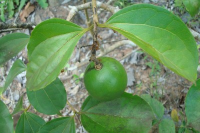 Cây dược liệu cây Quạ quạ - Strychnos nux blanda Hill