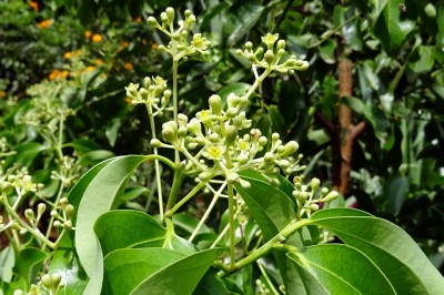 Cây dược liệu cây Quế hoa trắng, Quế tía - Cinnamomum tamala (Buch. - Ham.) Nees et Eberm (Laurus tamala Buch. - Ham.)