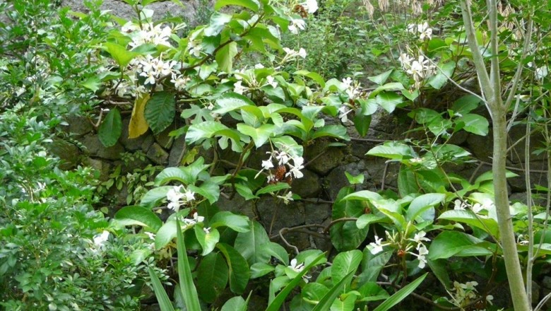 Cây dược liệu cây Quặn hoa Yersin - Chonemorpha Yersini Spire