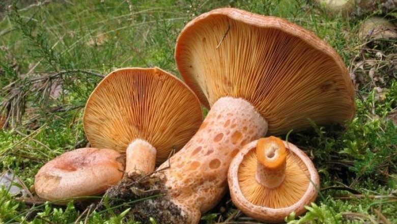 Cây dược liệu cây Nấm sữa, Nấm nhũ sinh - Lactarius deliciosus (L. ex Fr.) Gray