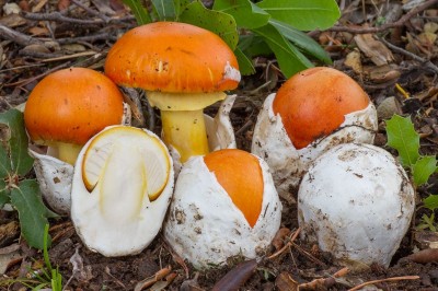 Cây dược liệu cây Nấm tán da cam - Amanita caesarea (Scop. ex Fr.) Pers. ex Schw
