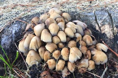 Cây dược liệu cây Nấm mực - Coprinus atramentarius (Bull..) Fr