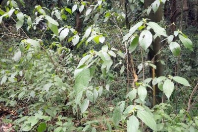 Cây dược liệu cây Ná nang, Chèo béo, Sén - Oreocnide tonkinensis (Gagnep.) Merr. et Chun (Villebrunea tonkinensis Gagnep.)