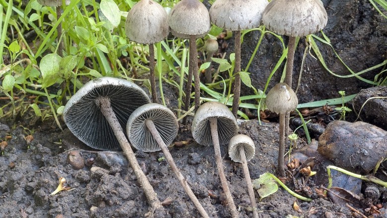 Cây dược liệu cây Nấm phiến đốm chuông - Paneolus campanulatus (L.) Quél