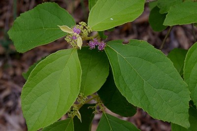 Cây dược liệu cây Nàng nàng, Tử châu, Tu hú, Bạc thau cây - Callicarpa candicans (Burm. f.) Hochr (C. cana L.)