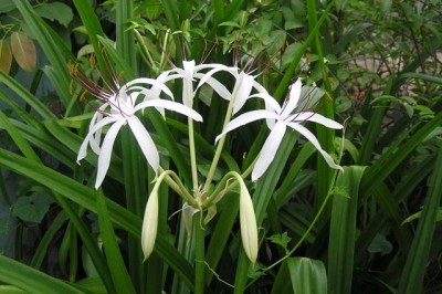 Cây dược liệu cây Náng lá rộng, Tỏi lơi lá rộng - Crinum latifolium L