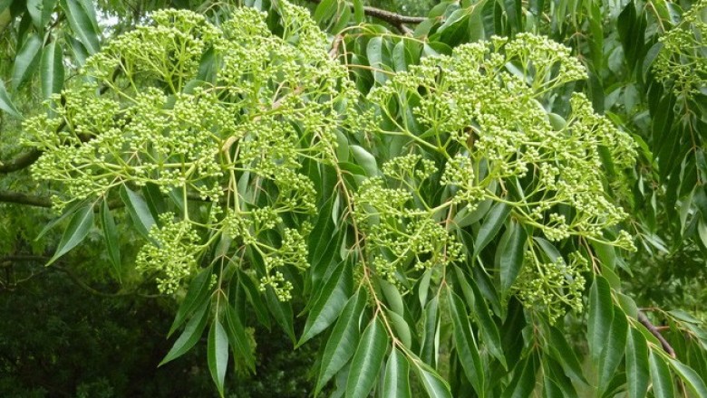 Cây dược liệu cây Ngô thù du lá xoan - Euodia meliaefolia (Hance) Benth