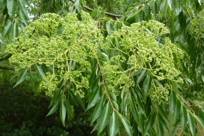 Cây dược liệu cây Ngô thù du lá xoan - Euodia meliaefolia (Hance) Benth
