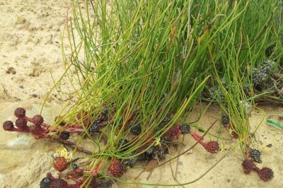 Cây dược liệu cây Năng ngọt, Củ nâu, Cỏ nâu bông đơn - Eleocharis dulcis (Burm. f.) Henschel (E. plantaginea Roem. et Schult.)