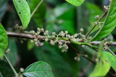 Cây dược liệu cây Ná nang lá nguyên, Nai bìa nguyên - Oreocnide integrifolia Miq. (Villebrunea integrifolia Gaudich)