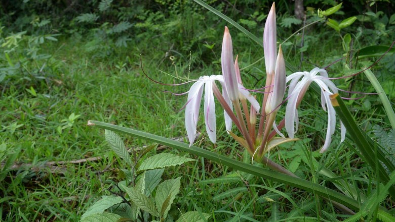 Cây dược liệu cây Náng hoa đỏ, Náng lá gươm - Crinum defixum Ker-Gawl (C. ensifolium Roxb.)