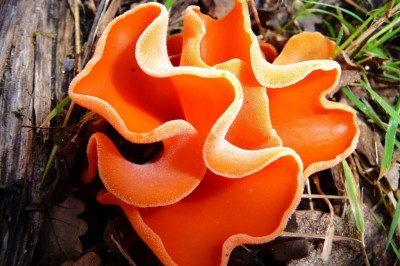 Cây dược liệu cây Nấm tai mèo - Peziza aurantia (Pers.) Fr