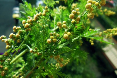 Cây dược liệu cây Ngải hoa vàng, Hoàng hoa hao, Thanh hao – Artemisia annua L