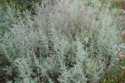 Cây dược liệu cây Ngải giun, Thanh cao biển - Artemisia maritima L