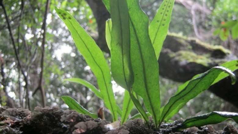 Cây dược liệu cây Ngõa vi gân mờ, Ráng quần lân gân mờ - Lepisorus obscurevenulosus (Hayata) Ching (Polypodium obscure-venulosum Hayata)