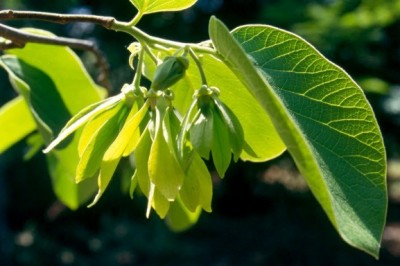 Cây dược liệu cây Ngọc lan tây lá rộng, Tai nghé, Sứ tây, Cây công chúa lá rộng - Cananga latifolia Finet et Gagnep