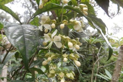 Cây dược liệu cây Ngọc nữ treo, K' Rai - Clerodendrum nutans Jack (C. penduliflorum Wall. ex Schaner)