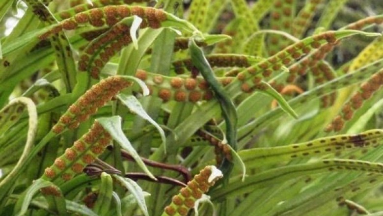 Cây dược liệu cây Ngõa vi lớn, Ráng quần lân cầu lớn - Lepisorus macrosphaerus (Bak.) Ching (Polypodium macrosphaerum Bak.)