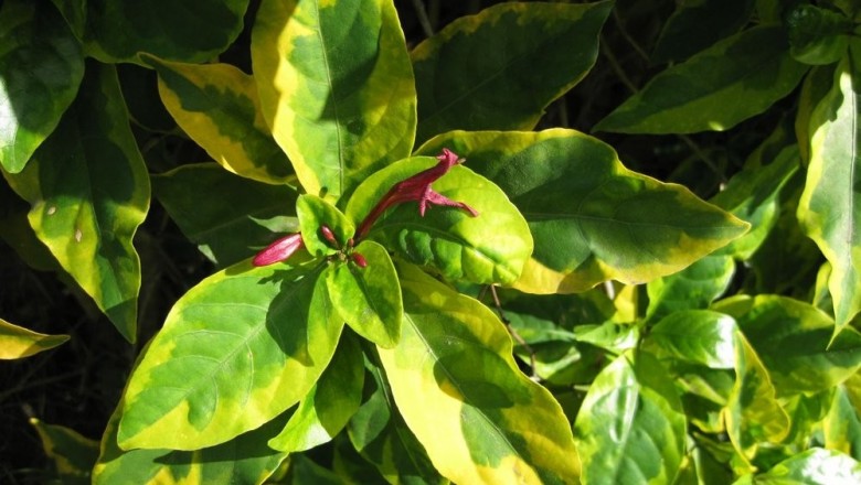 Cây dược liệu cây Ngọc diệp, Vàng bạc trổ - Graptophyllum pictum (L.) Griff