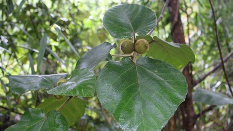 Cây dược liệu cây Ngõa lông, cây lá mán, Ngái vàng - Ficus fulva Reinw. ex Blume