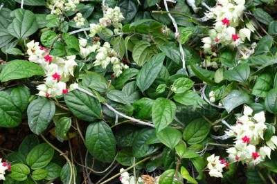 Cây dược liệu cây Ngọc nữ, Rồng nhả ngọc, Tố nữ - Clerodendrum thomsonae Balf