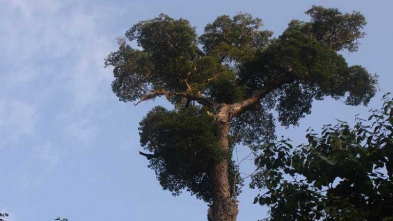 Cây dược liệu cây Nghiến - Burettiodendron tonkinensis (A. Chev.) Kosterm. (Pentace tonkinensis Chev.)