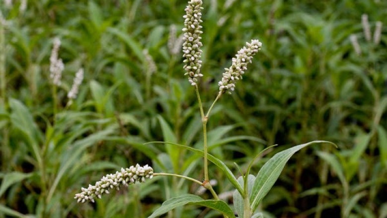 Cây dược liệu cây Nghể râu, Nghể dại, Nghể trắng - Polygonum barbatum L