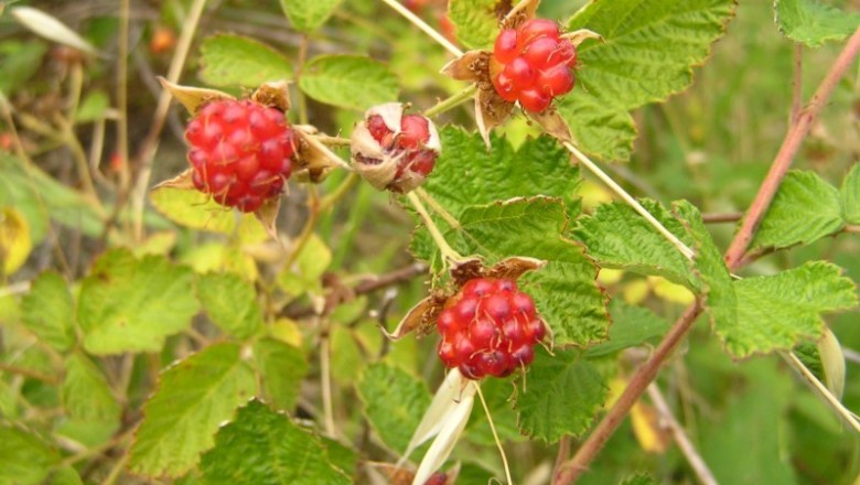 Cây dược liệu cây Ngấy tía, Ngấy lá nhỏ, Tu lúi - Rubus parvifolius L. (R. triphyllus Thunb.)