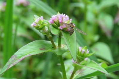 Cây dược liệu cây Nghể núi, Nghể Nepal - Polygonum nepalense Meisn. (P. alatum Buch.–Ham. ex D. Don)