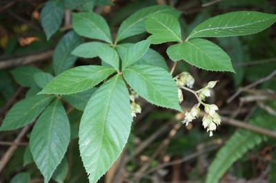 Cây dược liệu cây Ngấy, Ngấy hương, Đùm đũm hương - Rubus cochinchinensis Tratt