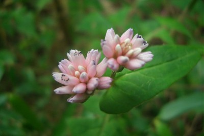 Cây dược liệu cây Nghề bào -Polygonum runcinatum Buch.-Ham