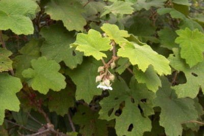 Cây dược liệu cây Ngấy nhiều lá bắc, Re sum - Rubus multibracteatus Lévl. et Vaniot