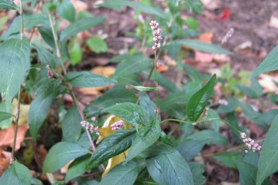 Cây dược liệu cây Nghể bụi, Nghể phù - Polygonum caespitosum Blume